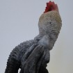 Kurumi TOTSUKA, Hen(Many toes), 2011, Camphor tree, acrylic, Indian ink, 25x15x15cm